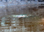 Bad pic of Snapping Turtles mating IMG 3182